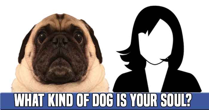 what-kind-of-dog-is-your-soul